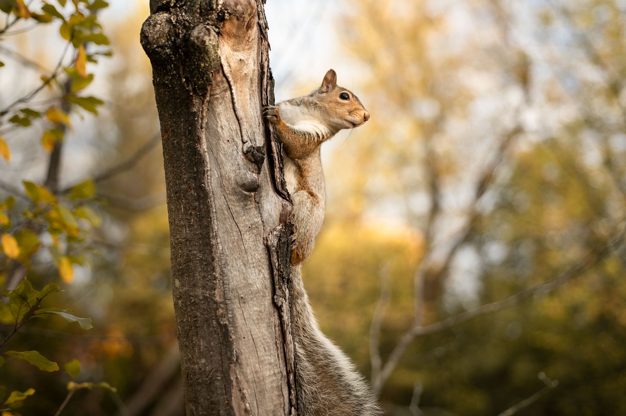 The Ultimate Guide to Wildlife Photography in Yellowstone